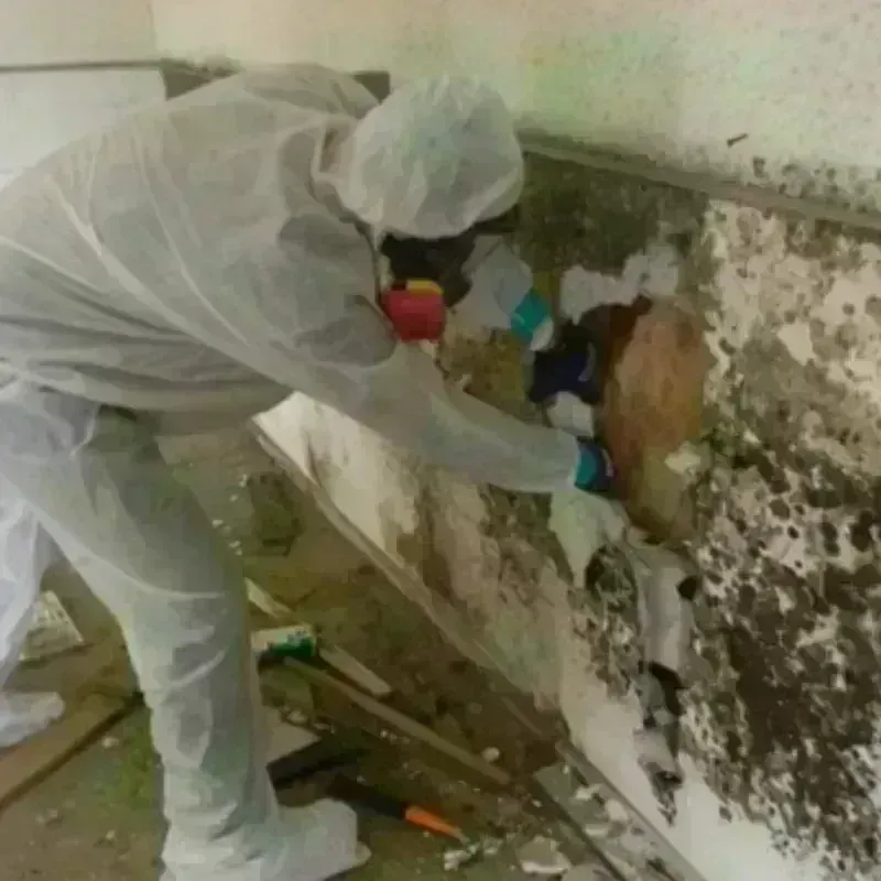 Mold Remediation and Removal in West Burlington, IA